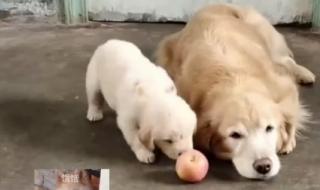 狗狗能不能吃水果 狗可以吃苹果吗